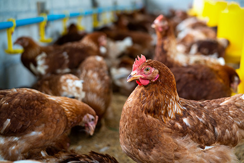 Latest company news about Mối đe dọa mới: Trường hợp người thứ ba nhiễm H5N1 được xác nhận