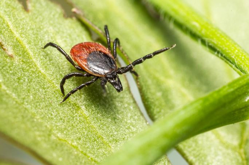 Tin tức công ty mới nhất về Hiểu bệnh Lyme: Nguyên nhân, triệu chứng và phòng ngừa